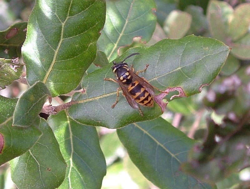 Vespula germanica (Vespidae)